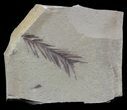 Metasequoia (Dawn Redwood) Fossil - Montana #56870-1